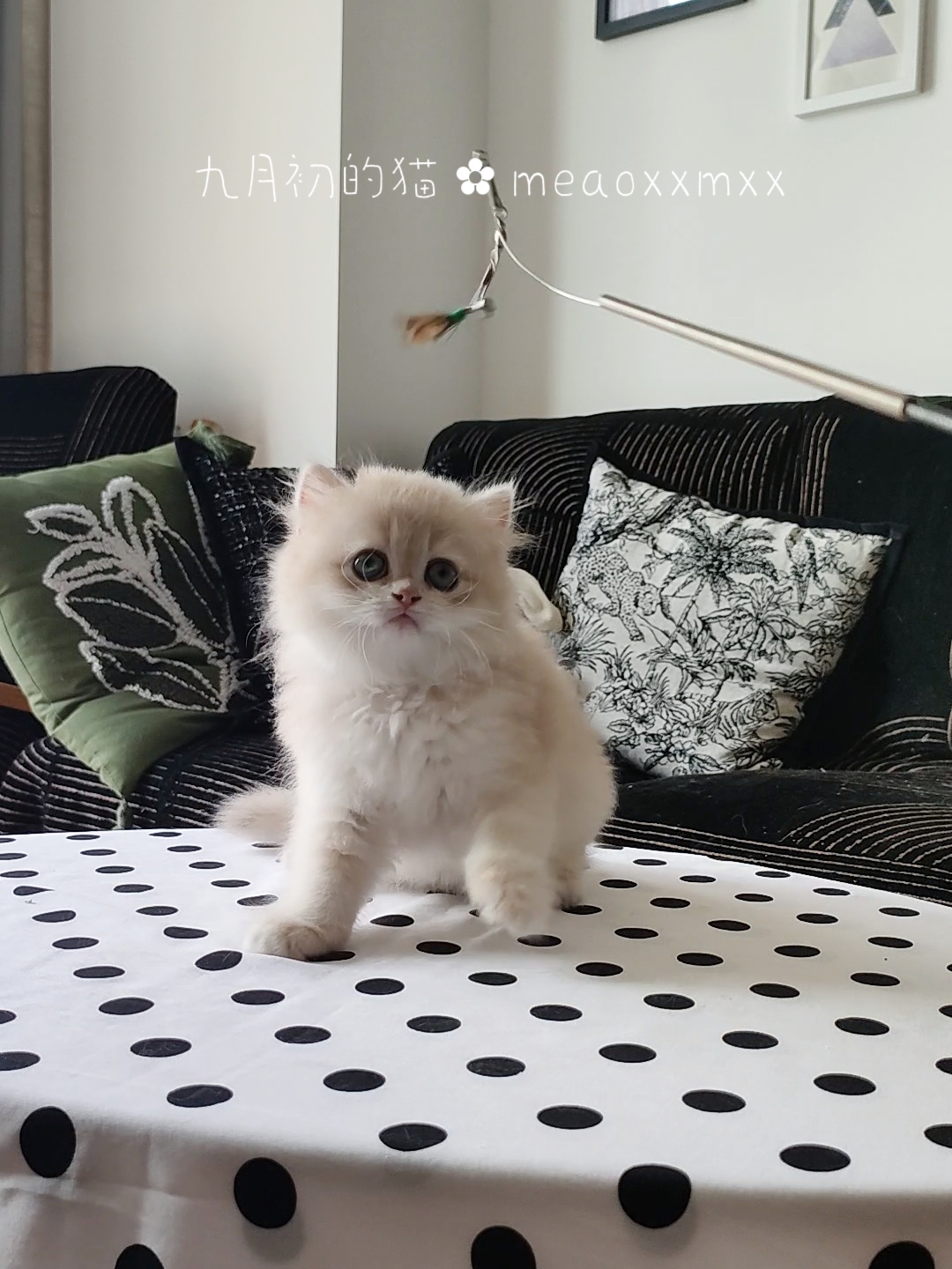 12色紫金渐层妹妹